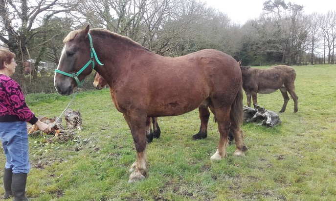 Alezan cheval à vendre