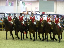 Evolution de la cavalerie Cob Normand salon d'Angers 2017