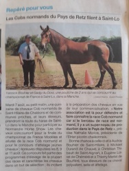Les cob normand des pays de Loire à St Lô