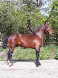 Duc du Dora