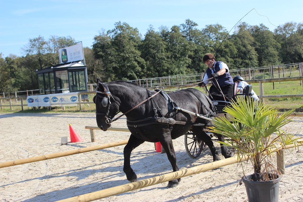 maniabilité attelée Equidé cup Ste Foy 2020