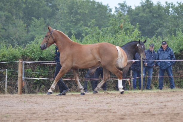 MOD ET ALL TROT ITHALIA DE L'ILE 2 ANS