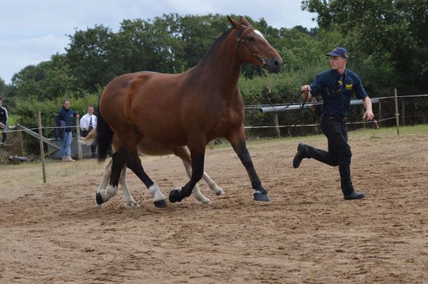 DARLING DES ROCHES 3EME 7-9 ANS
