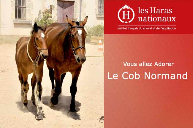 Vous allez adorer la race de chevaux cob normand