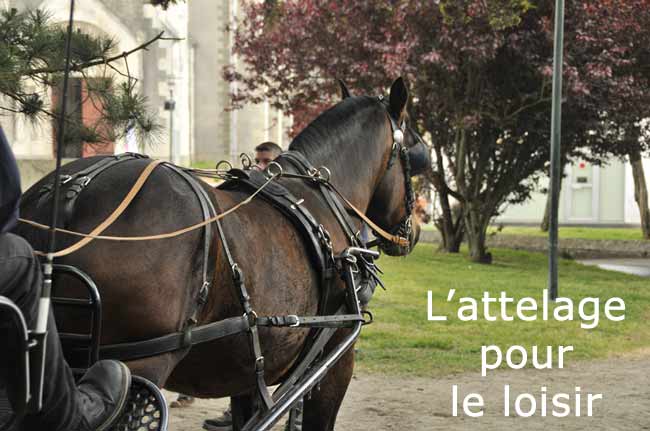 Attelage pour le loisir