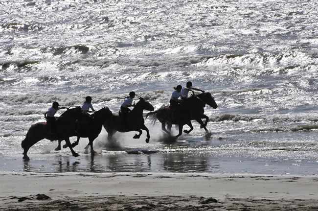 Courses de galop sur la plage avec des cobs normands
