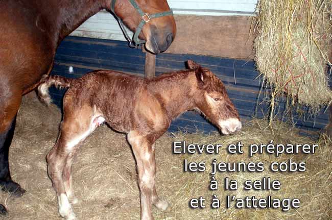 Naissance Cob Normand