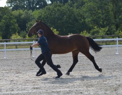 Jongleur 