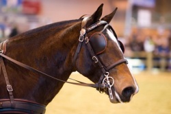 SIA 2012 Vestale des Roches
