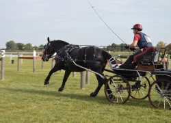 MARATHON 2017 Meslay du MAINE CHEVAL audacieuse