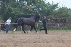 IBIZA DE L'ILE AU TROT