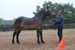 IMAGE DE LA PIERRE 3 EME CAT 2ANS MOD ALL 2020
