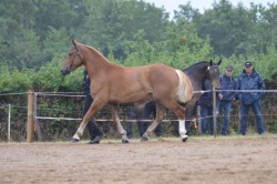 MOD ET ALL TROT ITHALIA DE L'ILE 2 ANS
