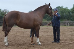 HYSA DU CLOS 3 ANS 