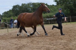 DARLING DES ROCHES 3EME 7-9 ANS